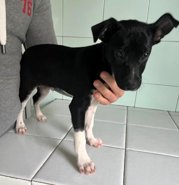 Chico Cucciolo Strepitoso